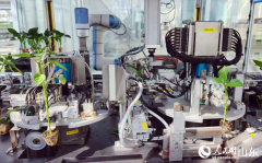 大姐只需把穴盘放正在进口