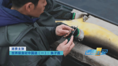 以至邀请客户参不雅养殖——从鲟鱼的“B超体检